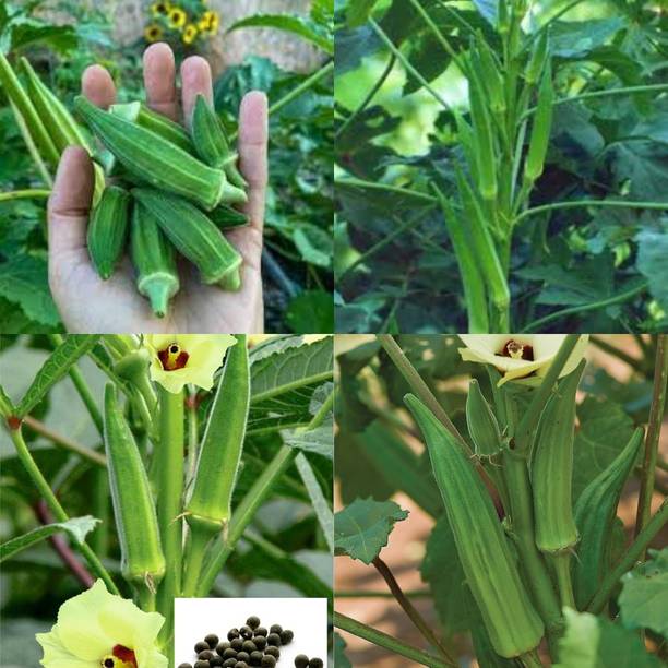 ibains Vegetable ladies finger seeds 10 Seed