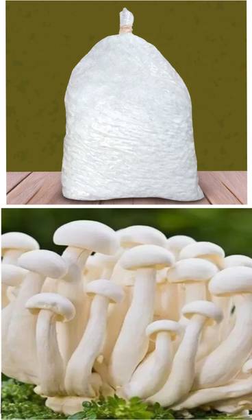 SpawnCraft Milky mushroom seeds/spawn, Premium quality, High yield, strong colonization, 200gm Seed