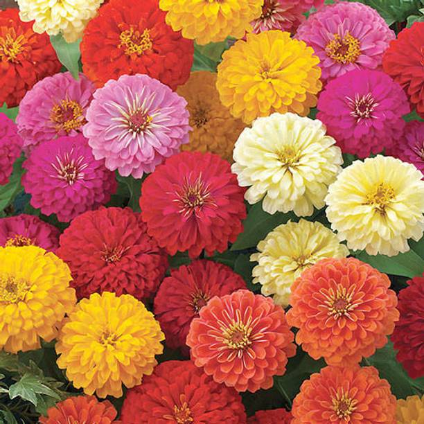 Morbih Zinnia Flower Mixed Seed