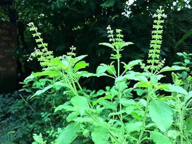 SeedSutra Tulsi Seed,Holy Basil,Tulsi Beej,Munjori Seed