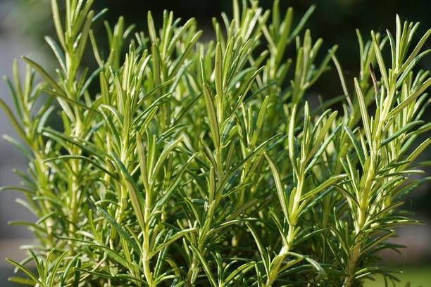 Quentova Rosemary Organic Herb Plant-ICRA-22E Seed