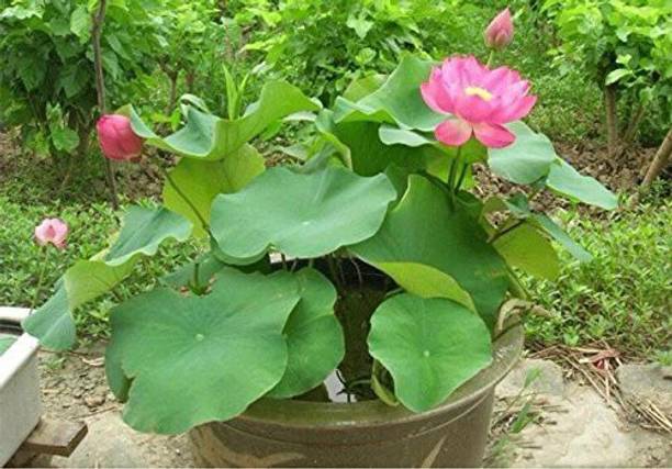 कनाया लोटस बीज