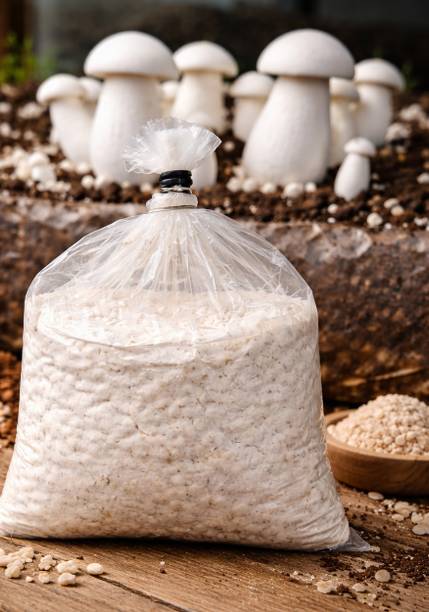 जाना एंटरप्राइज़ेज़ मिल्की मशरूम्स स्पॉन बीज