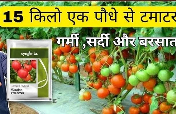 gorgeous moment tomato Seed