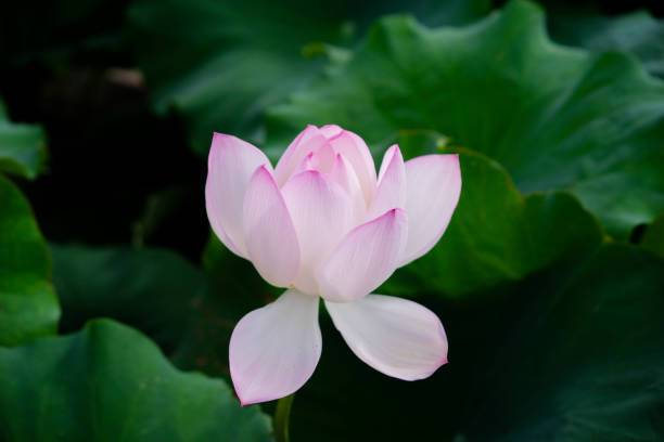 MAA lotus,kamal seeds Seed