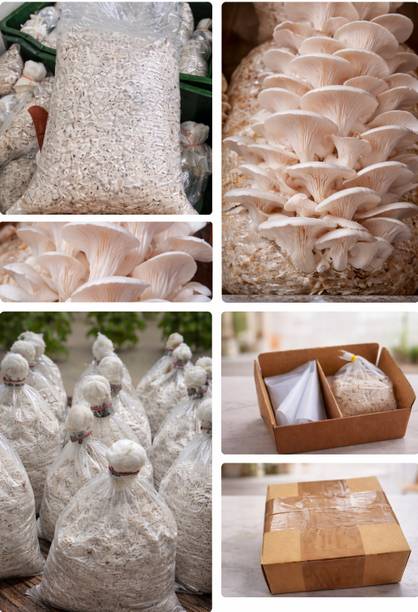 स्पॉन्क्राफ्ट मशरूम स्पॉन, बॉटम मशरूम, मशरूम सीड, ऑयस्टर मशरूम सीड,स्प्वन बीज