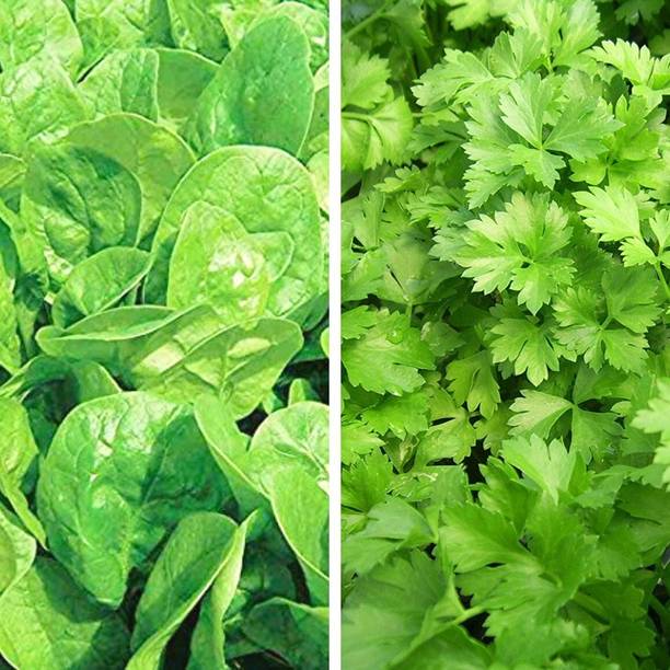 Srida SRIDA Hybrid Combo Palak Spinach Seeds & Dhaniya Kothmir Coriander Seed
