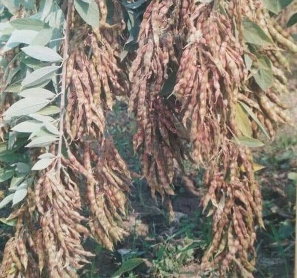 HYBRID 500g arhar, Red gram seeds, toor dal seeds Highest yield variety early fruiting Seed