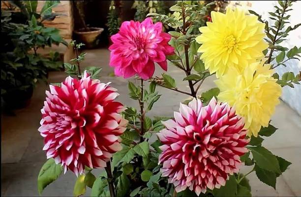 ARIAANAM Hybrid dahlia seeds for plant Seed