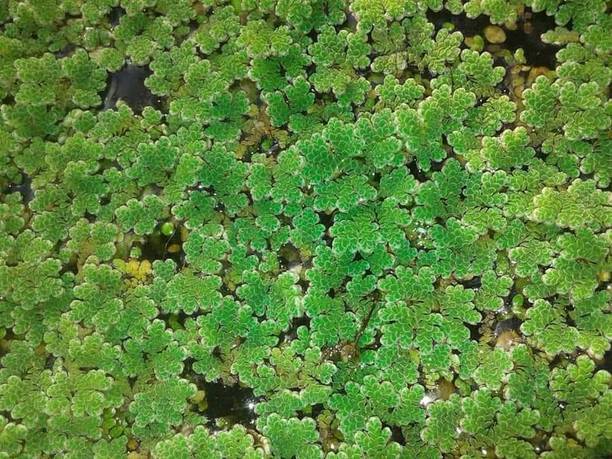 FIELDMOS Azolla Seed