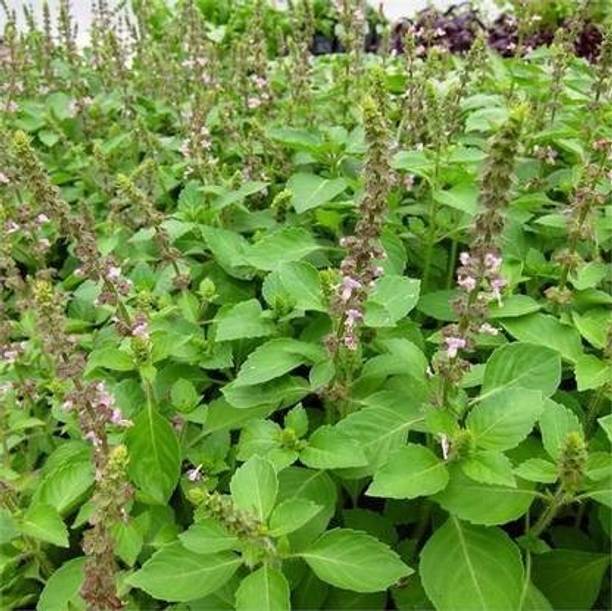 Kesariwala Tulsi Seed