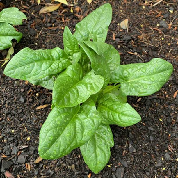 SREE palak seeds for home gardengreen spinach seeds for home garden/palak Seed