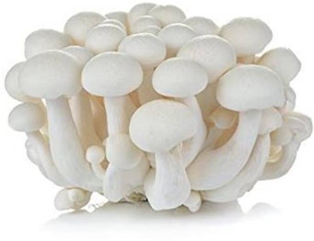 SUPRIKAM FLESHY MASHROOM FULL OF NUTRANT SPAWN/ Seed