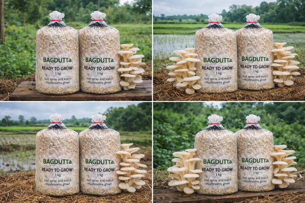 Dutta Ready Oyster Mushroom Growing Bed 1KG | Easy Home Grow Kit Seed