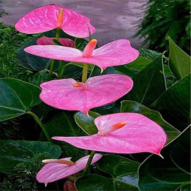 ARIAANAM Anthurium flower seeds,anthurium seeds,flower Seed