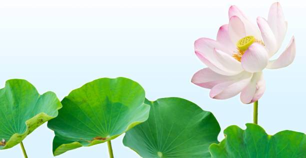 NurseryServe Lotus Seed