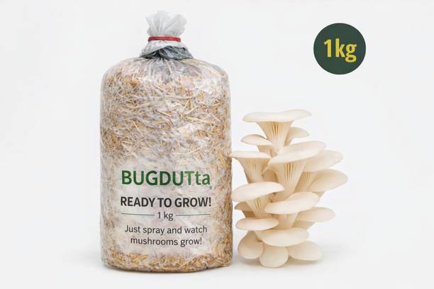 दत्ता रेडी ऑयस्टर मशरूम बेड विथ सीड्स. नो सेटअप रिक्वायर्ड, प्री-प्रिपेयर्ड ओयस्टेआर बेड बीज