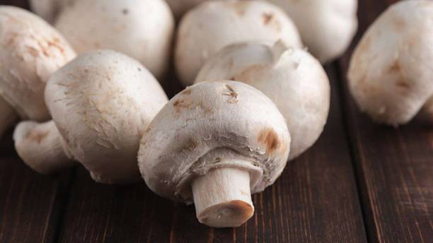 XOLDA Organic mushroom herb Seed