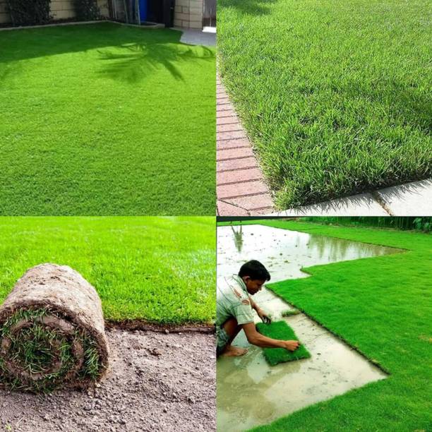 ibains Lawn grass seeds for small garden, Green gardeeb seeds home garden pack of 1026 Seed
