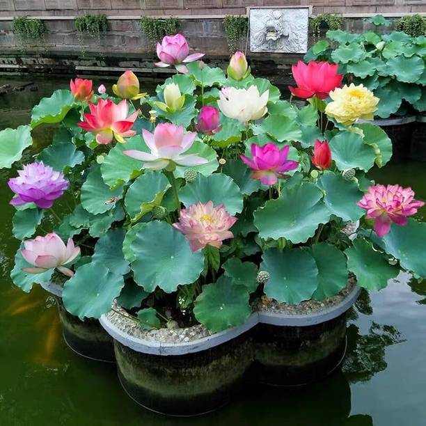 LIFELEX Kamal Gatta / Lotus Seed