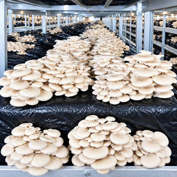 BAGDUTTA Oyster Mushroom Seeds | Pre Winter Variety | Mushroom Spawn | Oyster Mushroom Seed