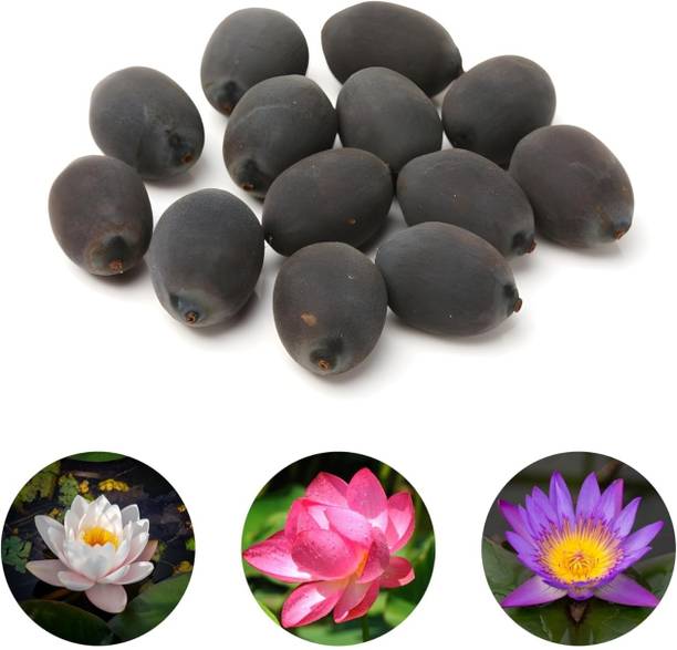 Shineshake Latus Seeds Seed