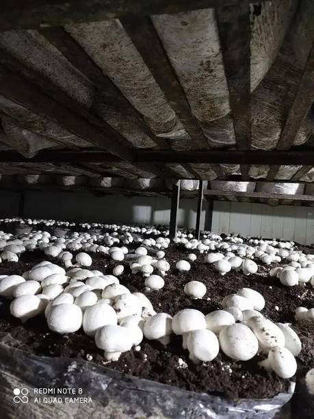 Arko Button White Mushroom Spawn Seed