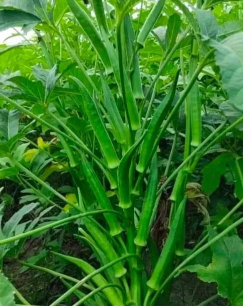 Arshiayat F1 Hybrid Okra seeds,Lady finger seeds,Bhindi seeds,Dherosh er beej Seed