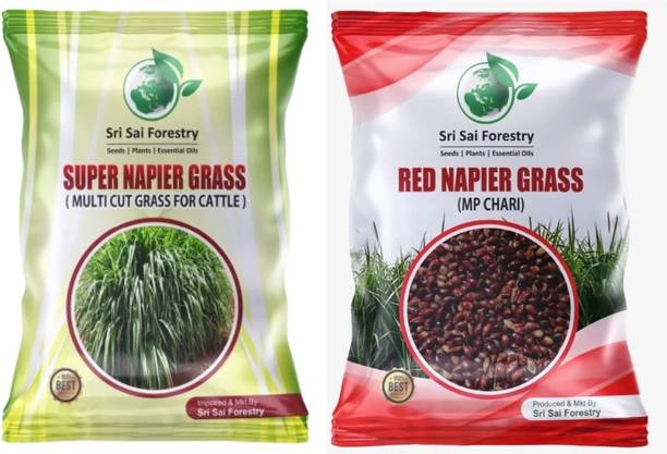 SRI SAI FORESTRY Super Napier and Red Napier Grass Seeds Combo, Multicut Grass Seed