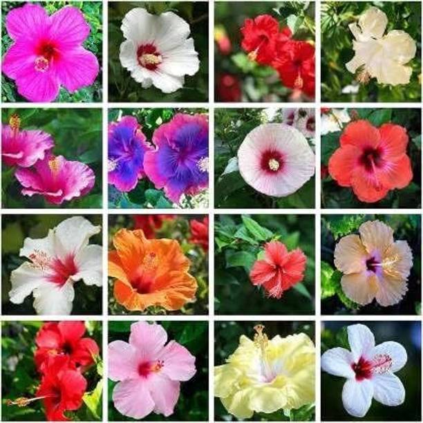 Crapulous Mixed Hibiscus Rose Mallow Flower Seeds | Ornamental Bloom for Home & Garden Seed