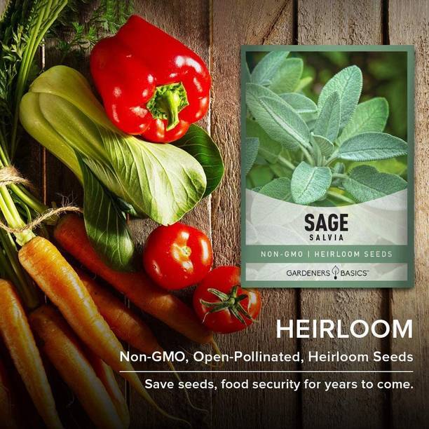 CYBEXIS VVI-55 - Sage for Planting - (1350 Seeds) Seed