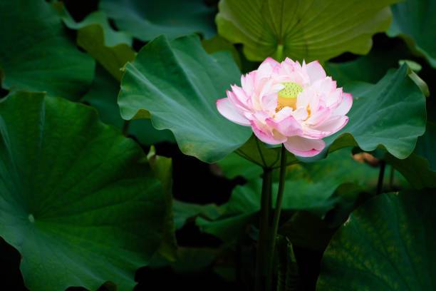 oiver lotus,kamal seeds Seed