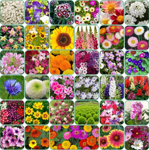 Flipkart SmartBuy Flipkart SmartBuy 35 varieties flower seeds combo pack. Seed