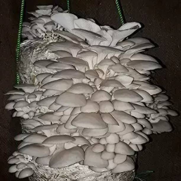 Aro Mushroom Seed