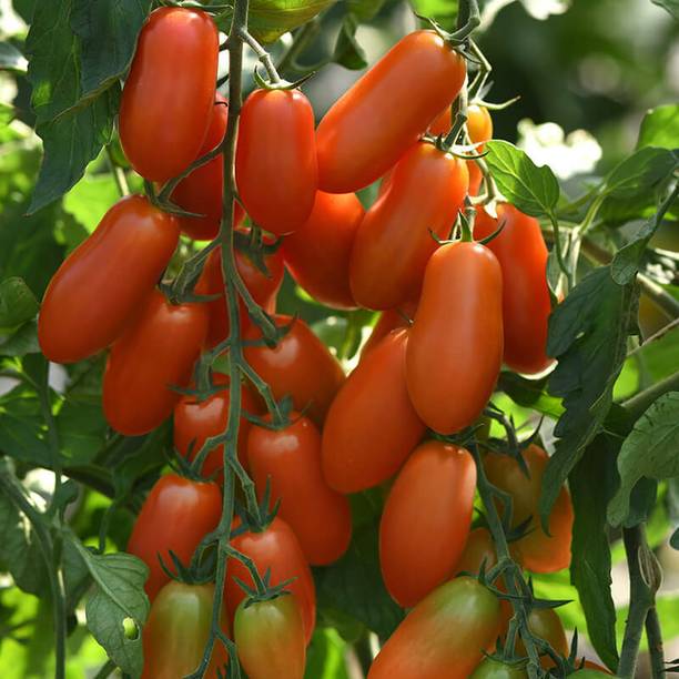 VRAKSHA Tomato Marzito Seed