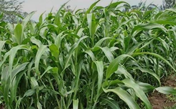 COW GRASS SEEDS COW FARMING MULTICUT SUDAN GRASS, SUDAN GRASS, HY BRID SUDAN GRASS Seed