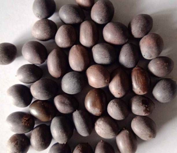 HOWASEEDS LOTUS FLOWER Seed