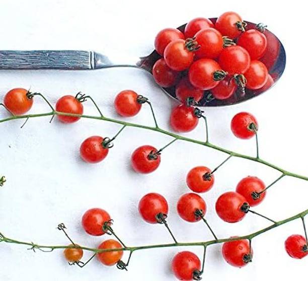 Biosnyg Organic Spoon Currant Tomato Vegetable Seeds For Gardening - (4000 Seeds) Seed