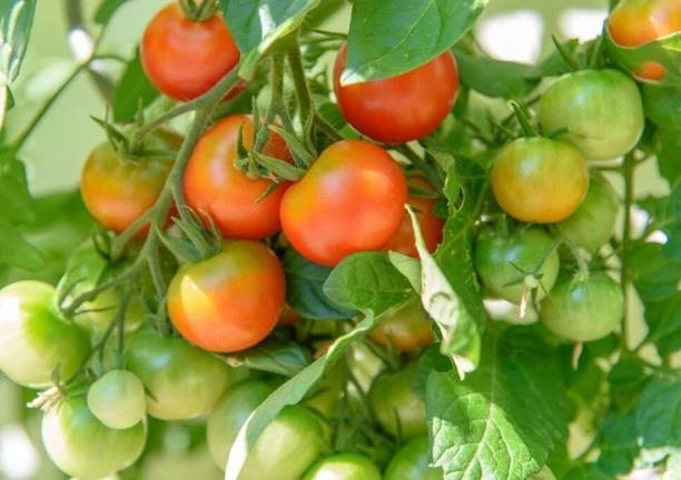 SMGOLD Tomato Vegetable Seed