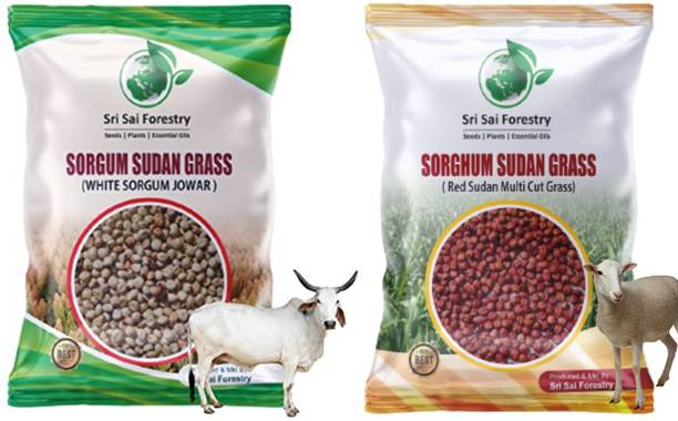 श्री साई फॉरेस्ट्री सोरगम सूडान ग्रास सीड्स(पैक 2),मल्टी कट ग्रास सीड, काऊ ग्रास, गोट फार्मिंग बीज