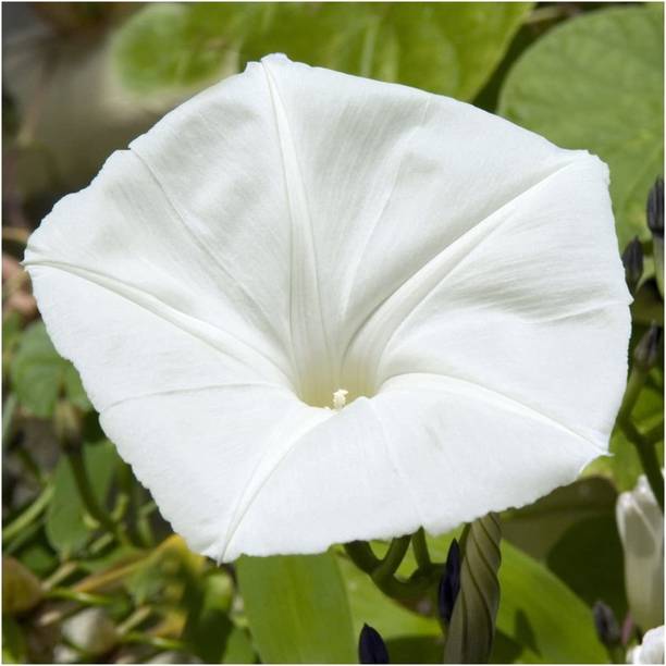 CYBEXIS NDIR-34 - White Moonflower (Ipomoea alba) - (900 Seeds) Seed