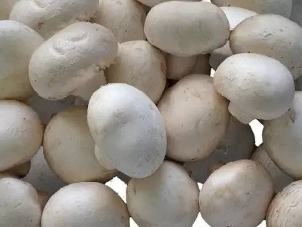Chalisa Mushroom Seed
