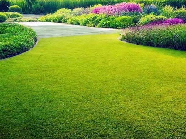 afiya Hybrid Carpet Grass/ Bermuda Grass/Lawn Grass Seed