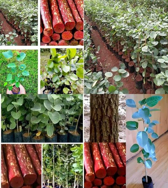 ibains Red chandan seeds for plantation beez 18 Seed