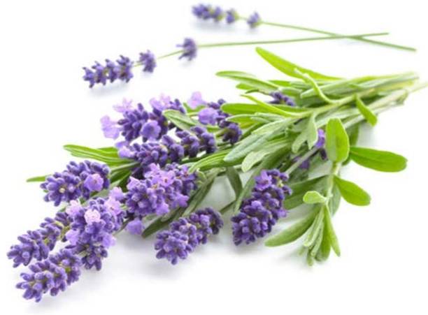 Mozette Organic lavender herb Seed