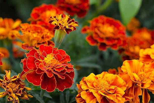 Mozette Marigold red flower Seed