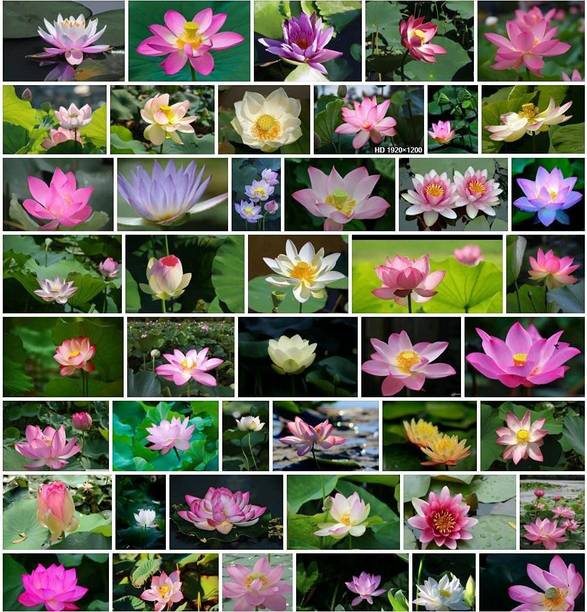 CYBEXIS NDIR-85 - Mixed Lotus - (270 Seeds) Seed