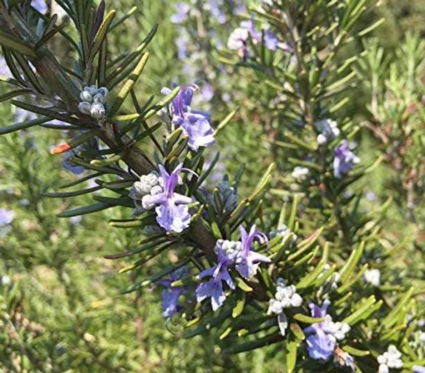 CYBEXIS XL-29 - Rosemary Herb Plant - (2250 Seeds) Seed