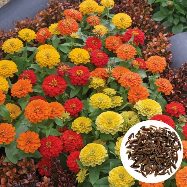 BaidyaNursery Elegant Zinnia, Garden Zinnia, Mexican Zinnia, Youth-and-Old-Age F