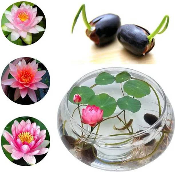 PREMIUM COLLECTION LOTUS Seed